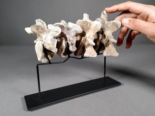 Ensemble de vertèbres dhippopotame malgache sur support en, Verzamelen, Mineralen en Fossielen
