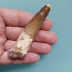 Dinosaurus - Fossiele tand - Spinosaurus aegyptiacus - 85 mm, Verzamelen