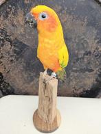 Zonparkiet Taxidermie volledige montage - Aratinga, Verzamelen, Nieuw