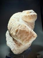 Zeldzame volledige rudist - Gefossiliseerde schelp - Caprina, Verzamelen