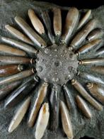 Fossiele zeekhoorn!!! - Schelp met radiolen - Gefossiliseerd, Verzamelen, Mineralen en Fossielen