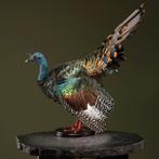 Pauwkalkoen Taxidermie Opgezette Dieren By Max, Ophalen of Verzenden, Nieuw, Vogel, Opgezet dier