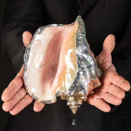 Exclusieve zilveren schaal zee schelp - Zeeschelp - Strombus, Verzamelen, Dierenverzamelingen