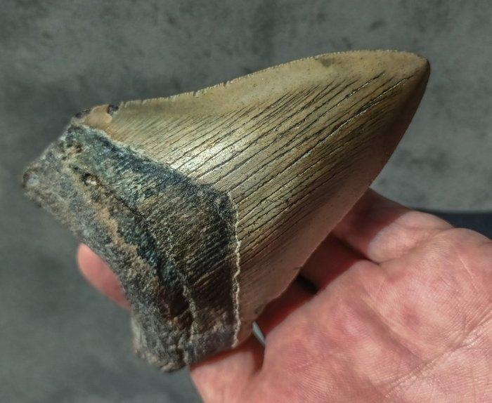 Megalodon - Fossiele tand - 105 mm - 72 mm, Verzamelen, Mineralen en Fossielen