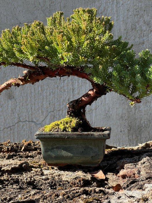 Jeneverbes bonsai (Juniperus) - Hoogte (boom): 20 cm -, Antiquités & Art, Curiosités & Brocante