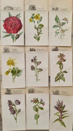 Hibberd, Shirley, 1825-1890; Hulme, F. Edward (Frederick