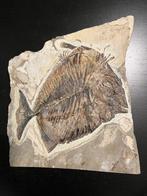 Poisson - Animal fossilisé - Paleobalistum (Picnodonte) - 25, Verzamelen