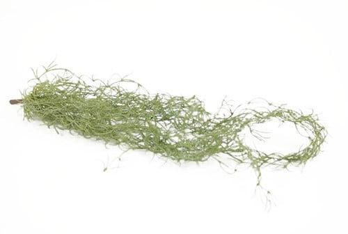 Tillandsia Hangplant Groen 75 cm, Huis en Inrichting, Woonaccessoires | Kunstplanten en Kunstbloemen, Nieuw