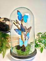 Vlinder Taxidermie volledige montage - Morpho - 35 cm - 23, Verzamelen, Nieuw