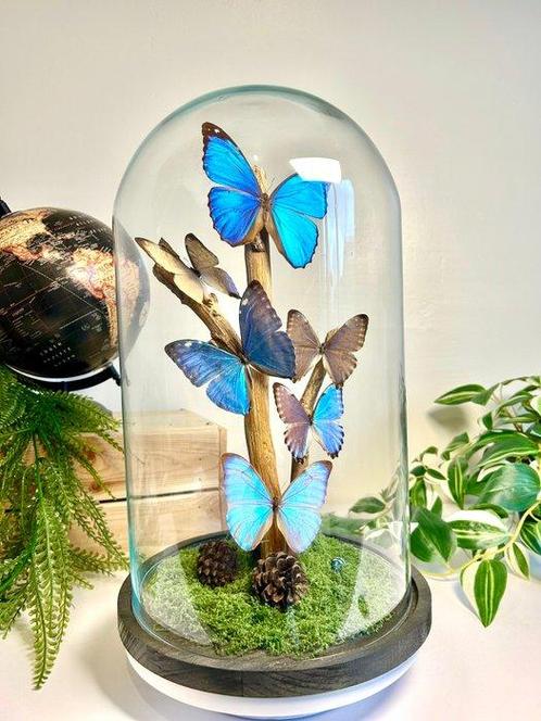 Vlinder Taxidermie volledige montage - Morpho - 35 cm - 23, Verzamelen, Dierenverzamelingen