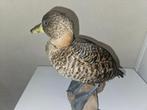 Eend Taxidermie volledige montage - thalassornis leuconotus, Nieuw