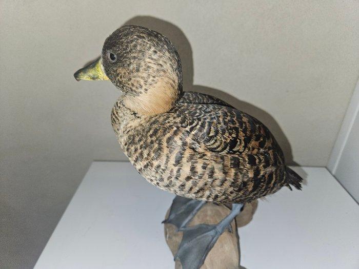 Eend Taxidermie volledige montage - thalassornis leuconotus, Collections, Collections Animaux