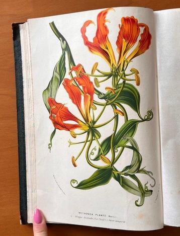 Louis van Houtte - Flore des Serres - 1845