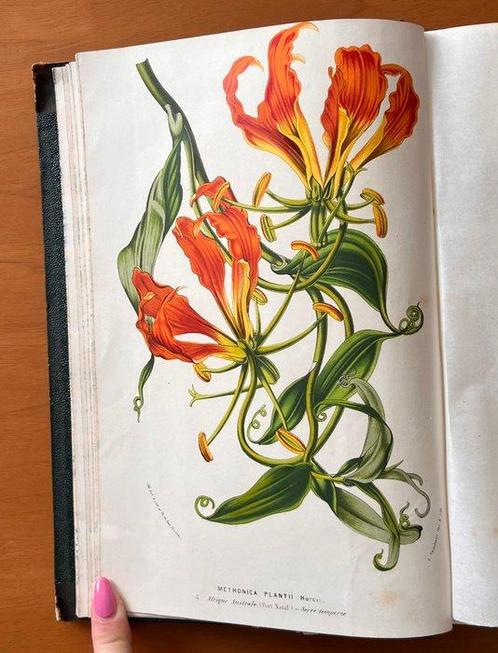 Louis van Houtte - Flore des Serres - 1845, Antiek en Kunst, Antiek | Boeken en Manuscripten