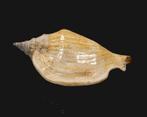 zeer zeldzaam Taxidermie wandmontage - strombus epidromis -, Nieuw