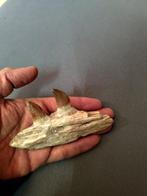 Mosasaurus - Fossiele tanden - 6.5 cm - 12 cm (Zonder, Verzamelen, Mineralen en Fossielen