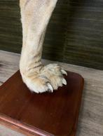 Leeuw Taxidermie volledige montage - Panthera Leo - 102 cm -, Nieuw