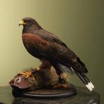 Woestijnbuizerd Taxidermie Opgezette Dieren By Max, Verzamelen, Ophalen of Verzenden, Nieuw, Vogel, Opgezet dier