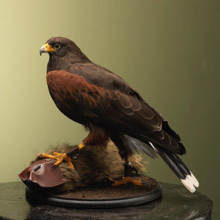 Woestijnbuizerd Taxidermie Opgezette Dieren By Max, Collections, Collections Animaux, Enlèvement ou Envoi