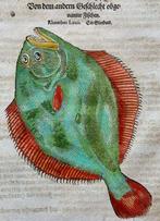 Conrad Gesner - Fischbuch - 1598