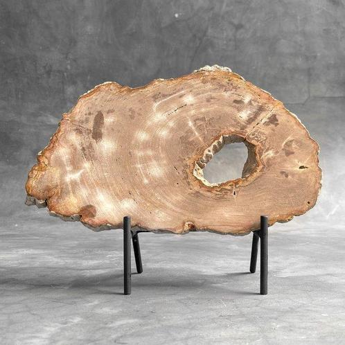 AUCUN PRIX DE RÉSERVE - Superbe tranche de bois pétrifié sur, Antiquités & Art, Art | Objets design