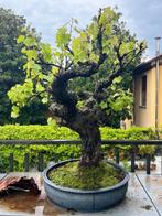 bonsai wijnstok - Hoogte (boom): 105 cm - Diepte (boom): 85
