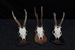 XXL Roebuck Schedel - Capreolus capreolus - 0 cm - 0 cm - 0, Nieuw