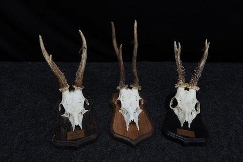 XXL Roebuck Schedel - Capreolus capreolus - 0 cm - 0 cm - 0, Verzamelen, Dierenverzamelingen