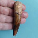 Dinosaurus - Fossiele tand - Spinosaurus aegyptiacus - 80 mm