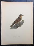 Von Wright brothers & Bror Halberg - Eurasian wryneck
