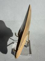 Megalodon - Fossiele tand - Carcharocles megalodon - 12.4 cm, Verzamelen, Mineralen en Fossielen