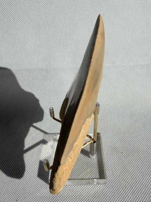 Megalodon - Fossiele tand - Carcharocles megalodon - 12.4 cm, Verzamelen, Mineralen en Fossielen