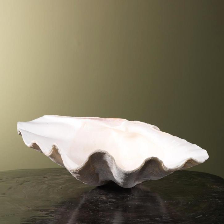 Doopvontschelp Taxidermie Opgezette Dieren By Max, Verzamelen, Dierenverzamelingen, Opgezet dier, Nieuw, Wild dier, Ophalen of Verzenden