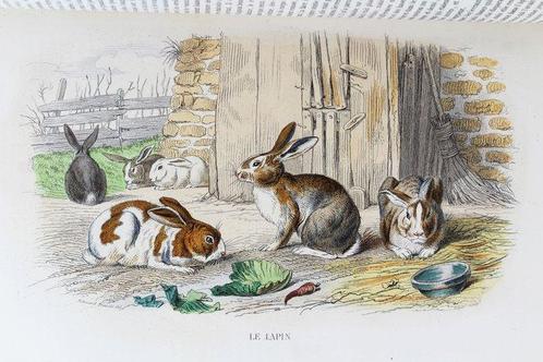 Buffon - Œuvres Complètes De Buffon ; Les Mammifères - 1853, Antiquités & Art, Antiquités | Livres & Manuscrits
