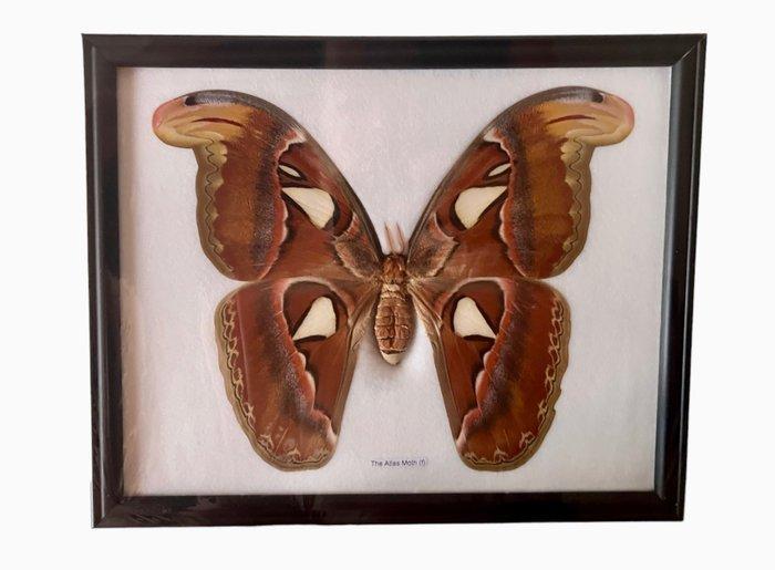Atlasmot Taxidermie wandmontage - Attacus atlas - 27 cm - 25, Verzamelen, Dierenverzamelingen