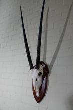 impala Crâne - oryx - 0 cm - 0 cm - 0 cm- non-CITES species