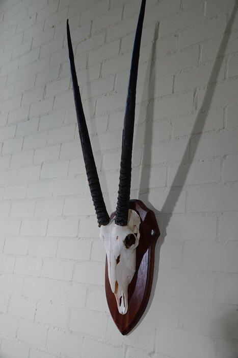impala Crâne - oryx - 0 cm - 0 cm - 0 cm- non-CITES species, Antiek en Kunst, Curiosa en Brocante