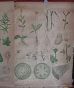 Racines-Tiges-Feuilles - Schoolposter met insecten -, Antiek en Kunst