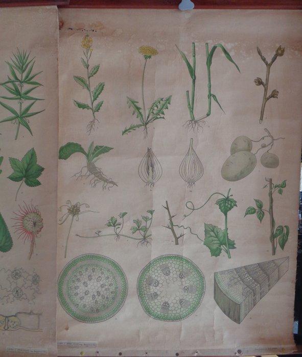 Racines-Tiges-Feuilles - Schoolposter met insecten -, Antiek en Kunst, Curiosa en Brocante