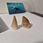 Mosasaurus - Fossiele tand - Unieke mosasaurus tanden Groot