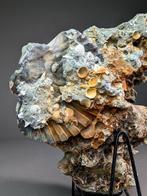Glaciaal relict met Pecten-schelp - Gefossiliseerde schelp -