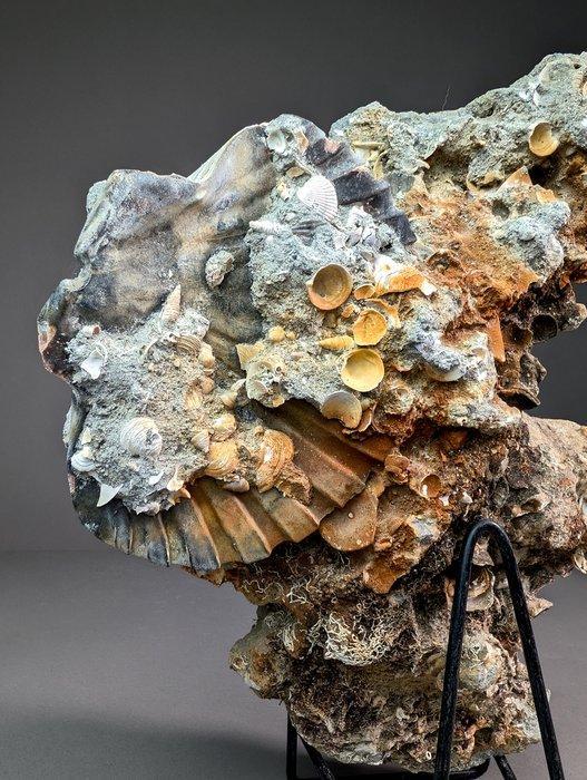 Glaciaal relict met Pecten-schelp - Gefossiliseerde schelp -, Verzamelen, Mineralen en Fossielen