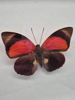 Wanddecoratie - Set van vier vlinderpreparaten - achter glas, Verzamelen, Nieuw