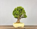 Bonsaï Épicéa (Picea) - Hauteur (arbre) : 36 cm - Profondeur