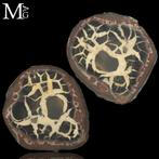 Nodulo Septaria 50 millions dannées Géode de septaria du, Verzamelen, Mineralen en Fossielen