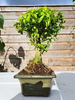 Liguster bonsai (Ligustrum) - Hoogte (boom): 21 cm - Diepte