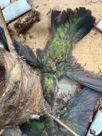 Colibri Support de corps entier pour taxidermie -, Verzamelen, Nieuw