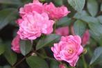 Geurolie Rozen voor melts kaarsen en zeep 20 ml, Nieuw