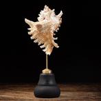 Decoratieve Ramose Murex Zeeslak Schelp op Pedestal -, Nieuw