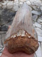 Megalodon - Fossiele tand - 12.5 cm  (Zonder Minimumprijs)
